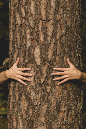 Close-up of woman hand holding tree trunk