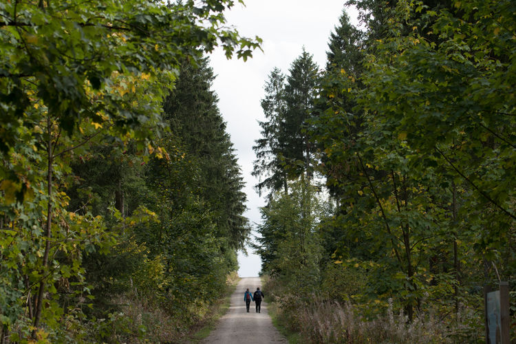 Rear view of couple walking on road amidst trees in forest