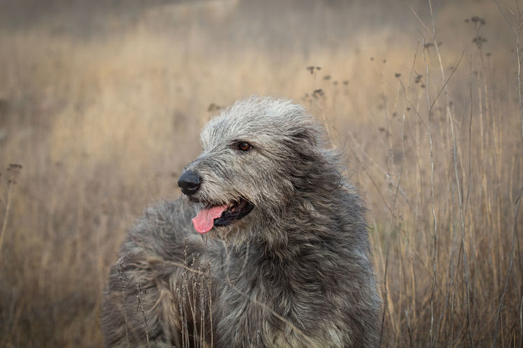 Gray irish wolfhound on a walk in the autumn field. portrait of  dog. outdoors selective focus image