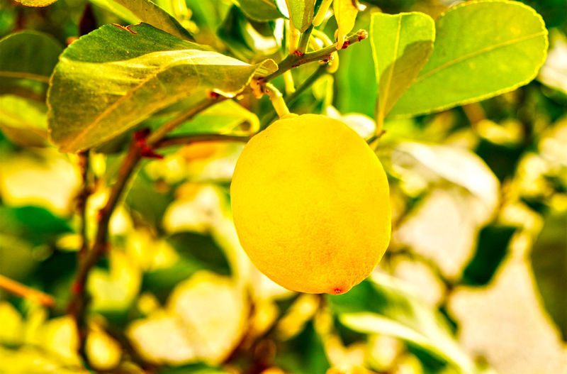 Close-up of lemon on lemon tree
