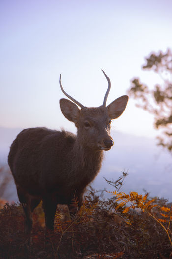 On top of of mount wakakusa with light during a low warm winter sun sight before sunset nara deer 