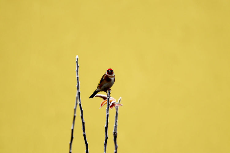 Carduelis carduelis , gold finch sitting on top of a tree branch - yellow background 