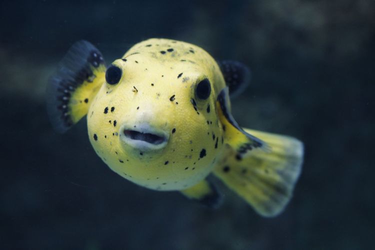 Close-up of a yellow puffer fish