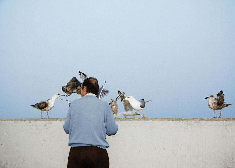 Rear view of man feeding birds against clear sky