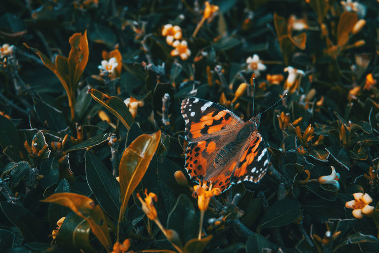 Close-up of orange butterfly on flower field