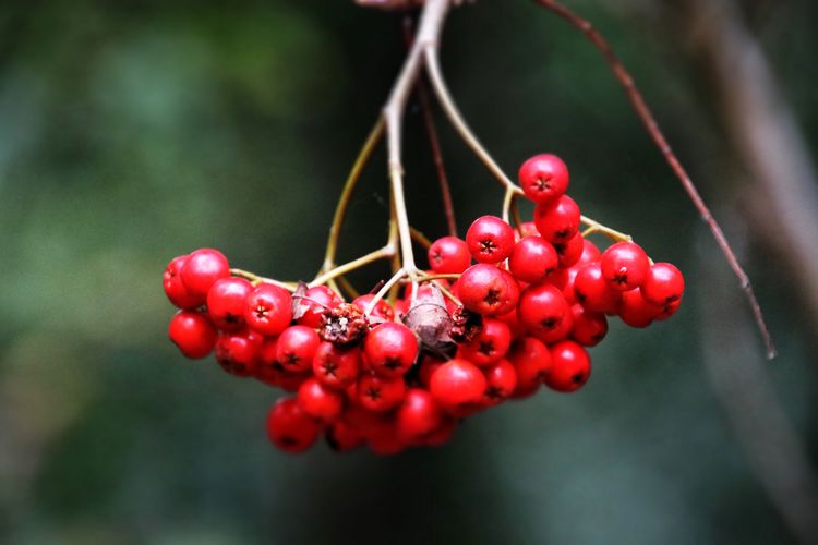 Close-up of red berries growing on branch