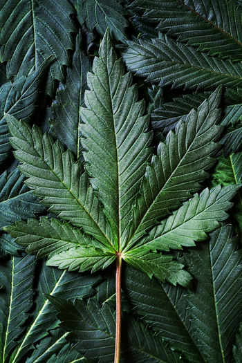 Cannabis sativa leaf close up. bakcground of marijuana cbd or hemp leaves.