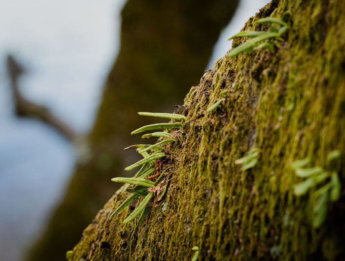 Close-up of moss on tree