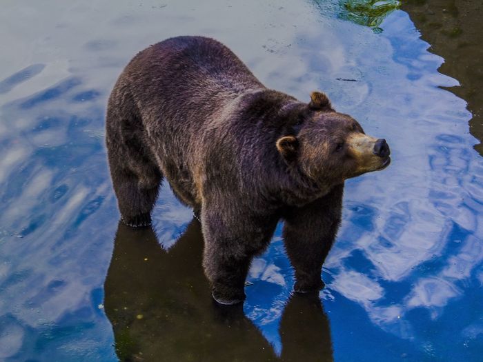 High angle view of bear standing in lake