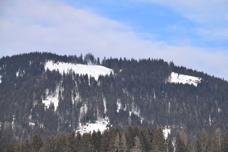 Panoramic shot of trees on landscape against sky