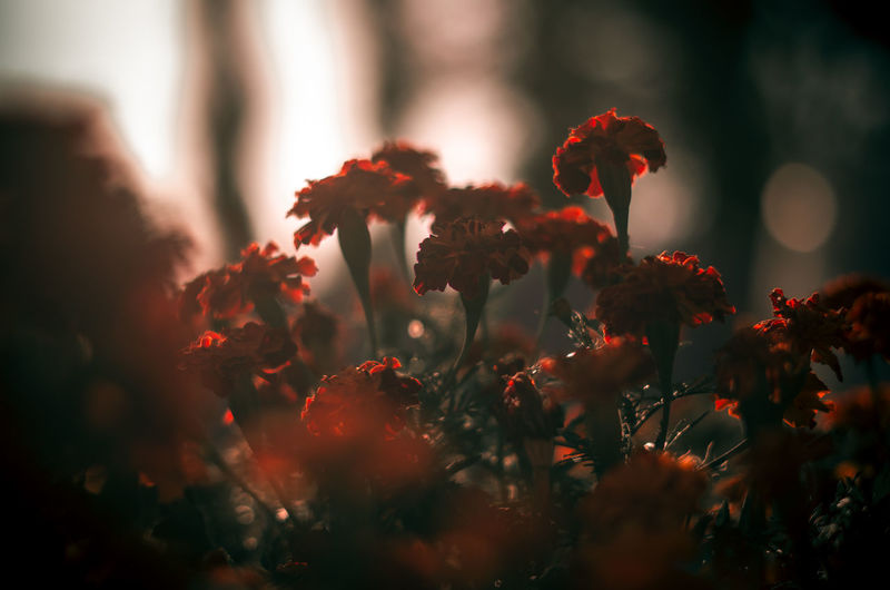 Close-up of red flowering plants on field