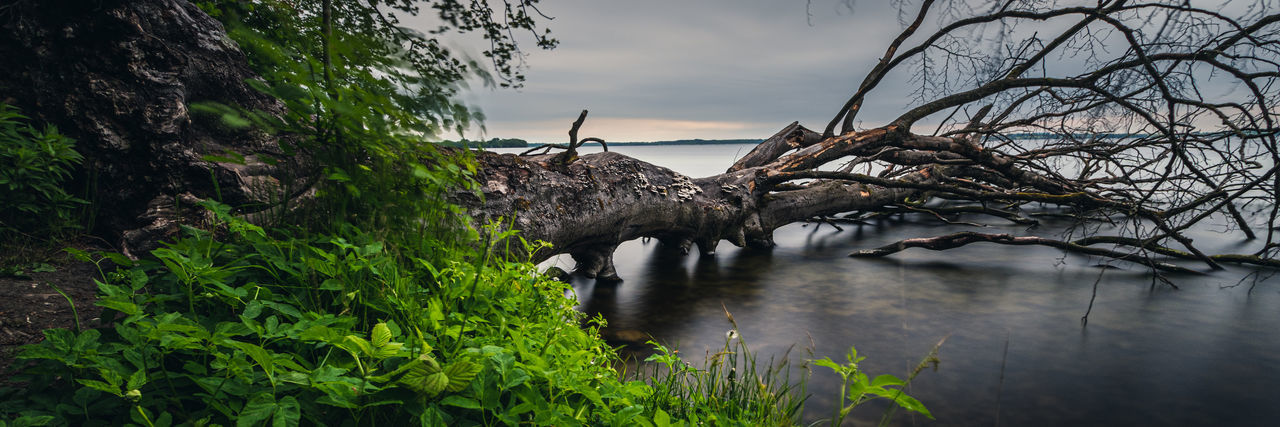 Dead tree in lake