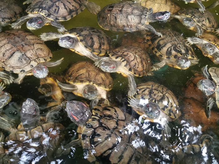 High angle view of turtles in a lake