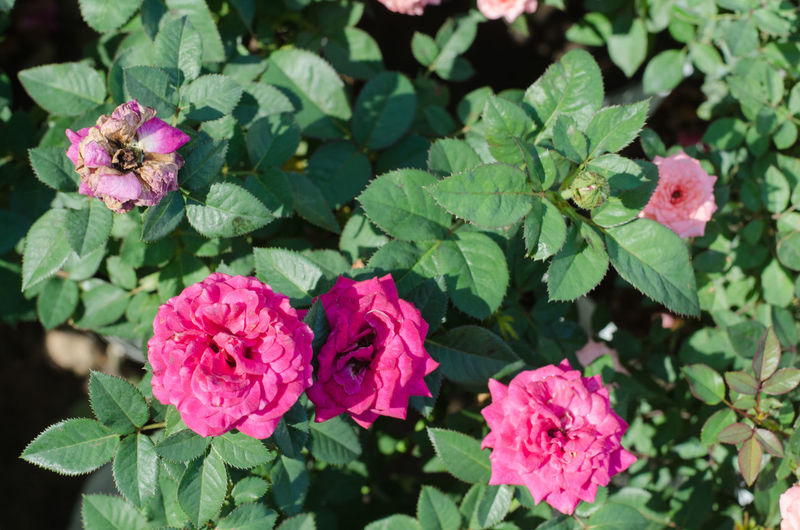 Close-up of pink roses on plant