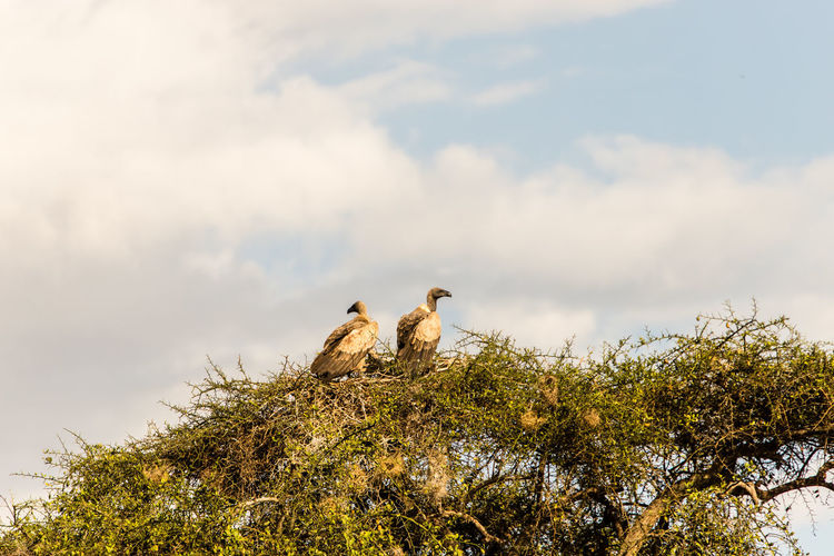 Low angle view of vultures perching on tree against sky