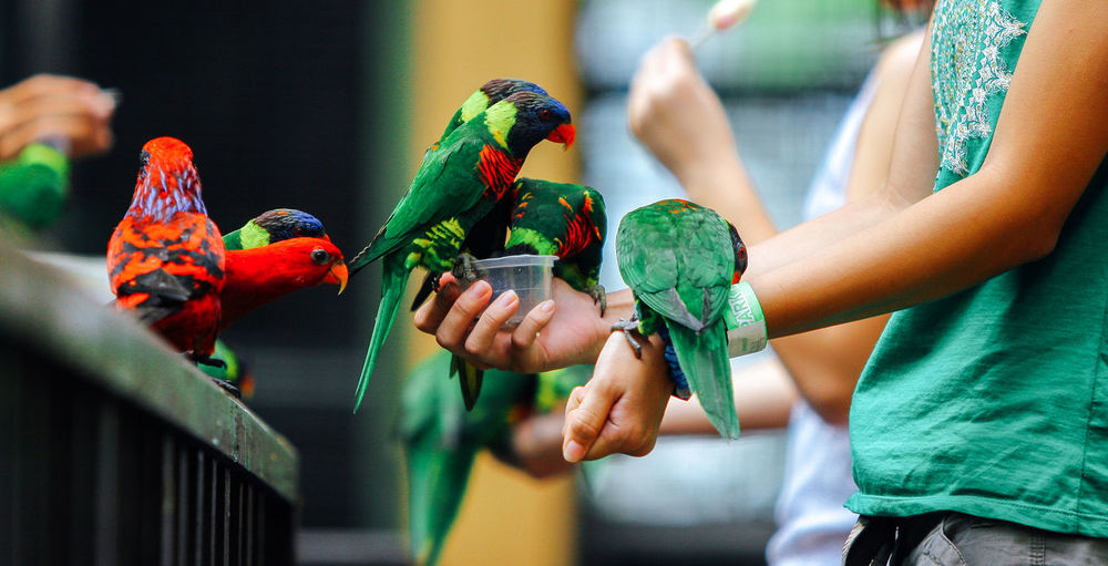 Midsection of woman feeding parrots