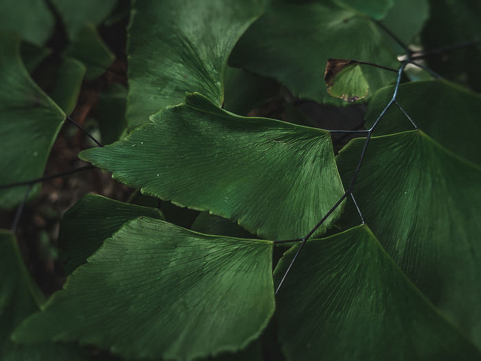 Close-up of green leaves
