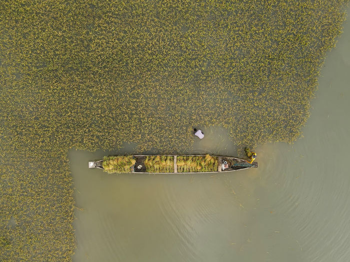 Harvesting paddy in flood water