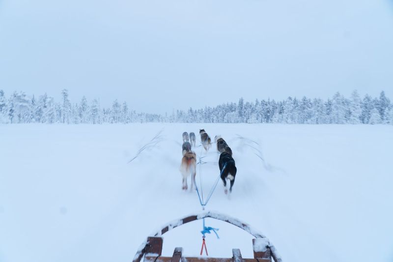 Dog sledding in  finish lapland with snow covered ground and frozen tree tops in the distance