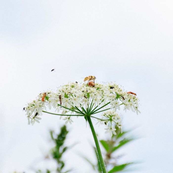 Bee on queen annes lace against sky