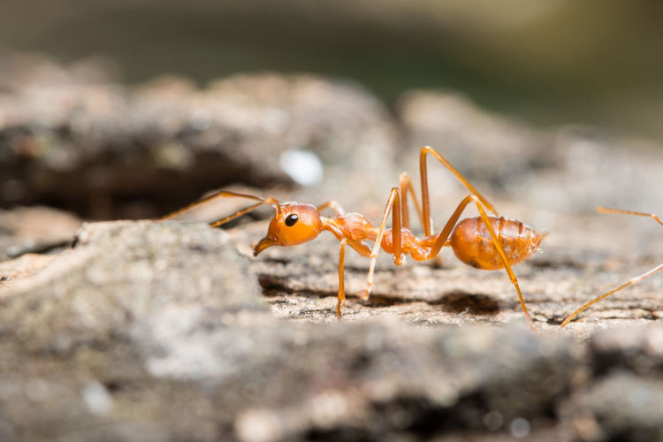 Extreme close-up of ant on plant bark