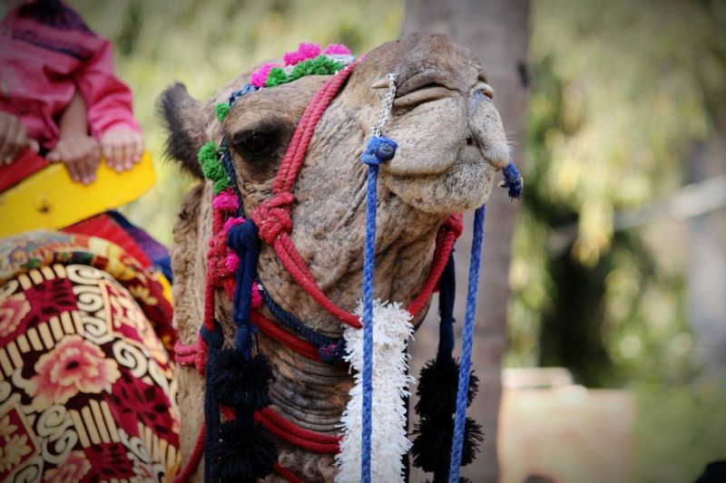 Close-up of camel 