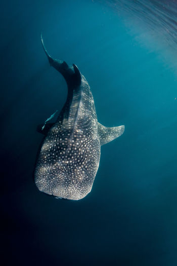 High angle view of whale shark swimming underwater