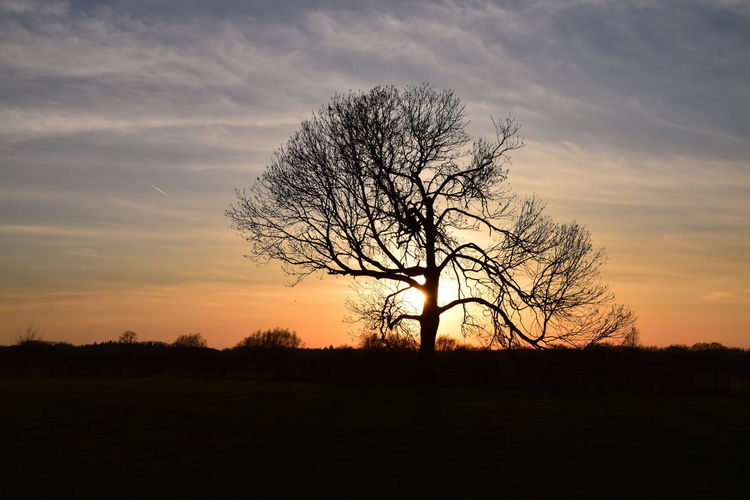 Silhouette bare tree on field against sky during sunset