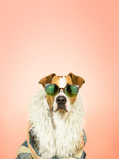 Portrait of dog wearing sunglasses and feather boa against coral background