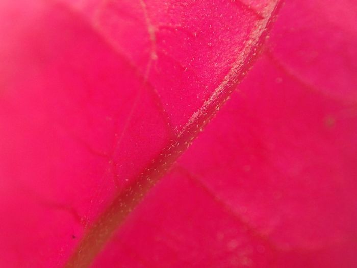 Close up of red leaf