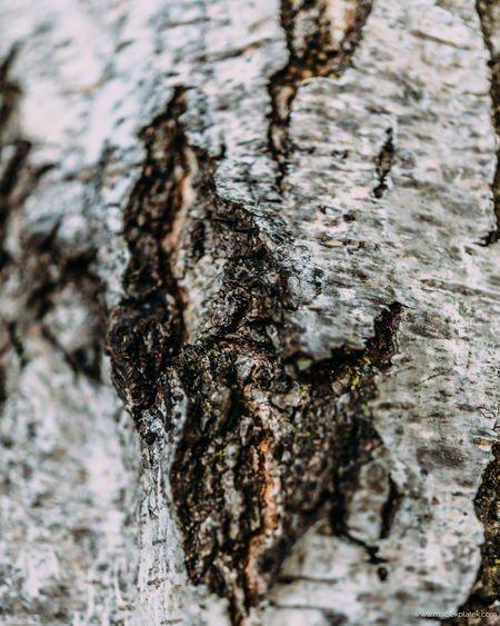 Full frame shot of tree trunk
