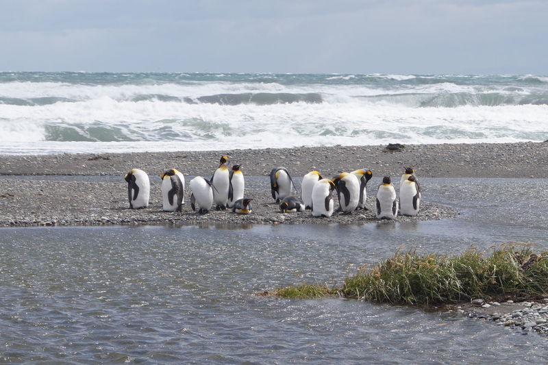 King penguin colony on the shore 