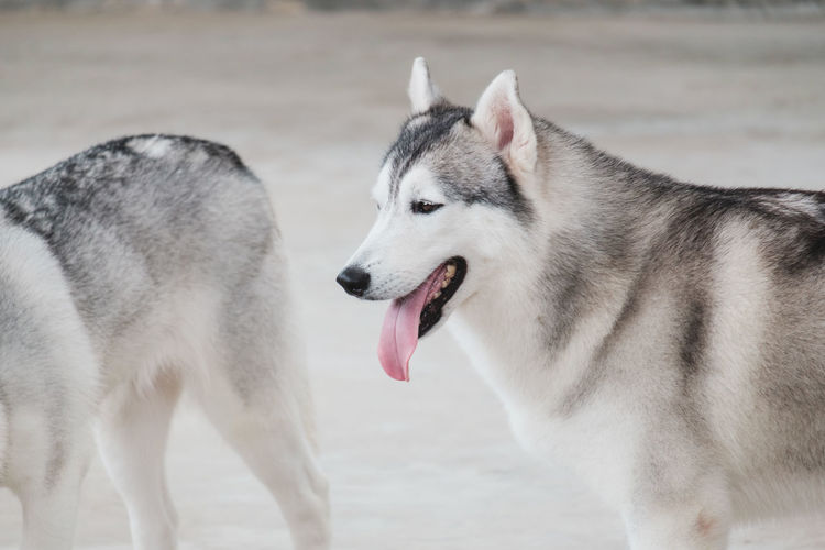 Close-up of two dogs on land
