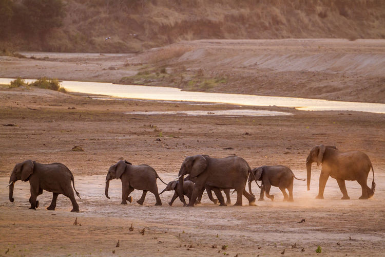 Elephants walking on land