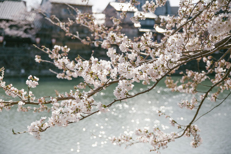 Cherry blossoms in spring