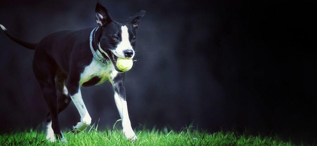 Dog playing with ball on grass