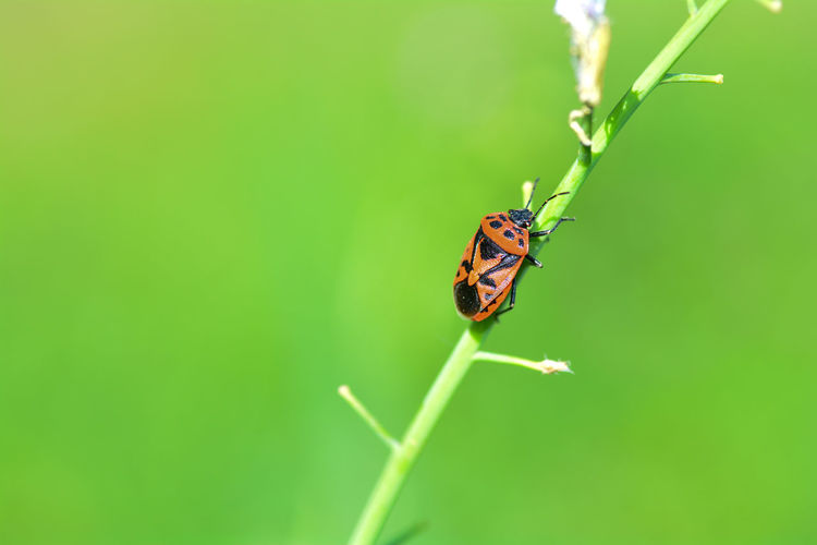 Red and black vegetable bug, eurydema dominulus, on a stalk with a lot of green nature
