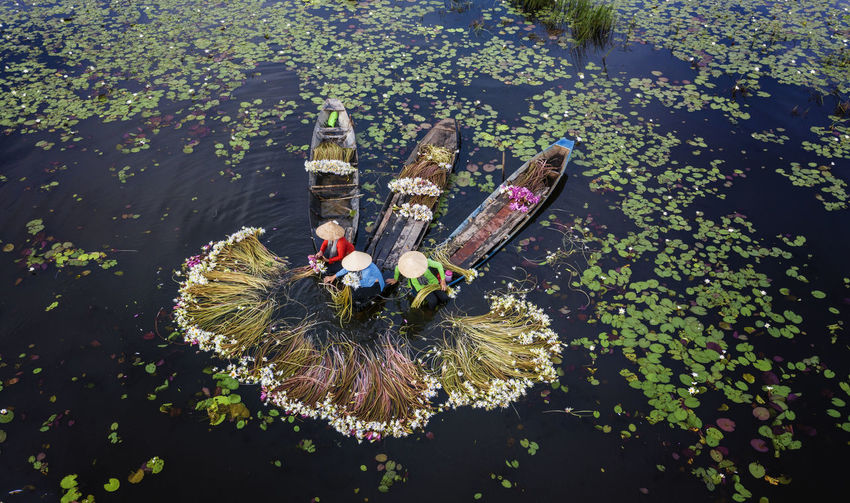 Harvesting water lilies in the flood season in long an