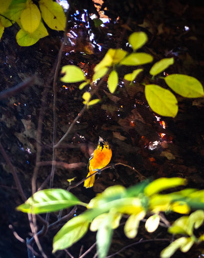 High angle view of yellow leaf floating on water