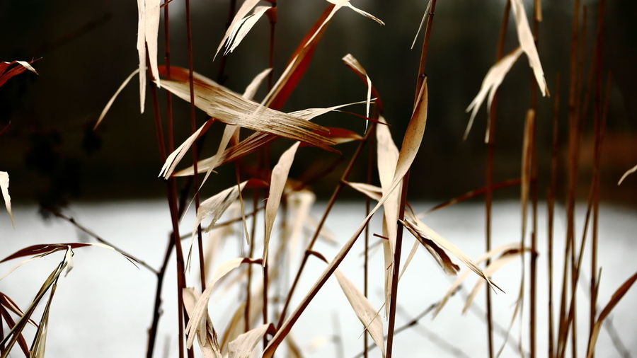 Close-up of dry grass on field