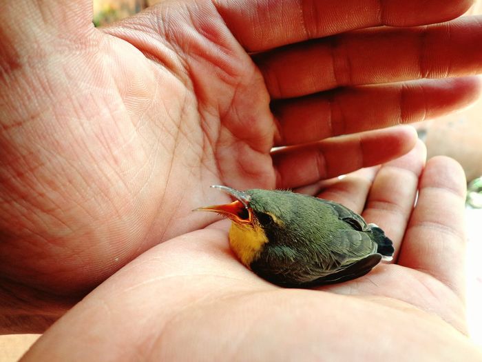 Cropped hand carrying young hummingbird