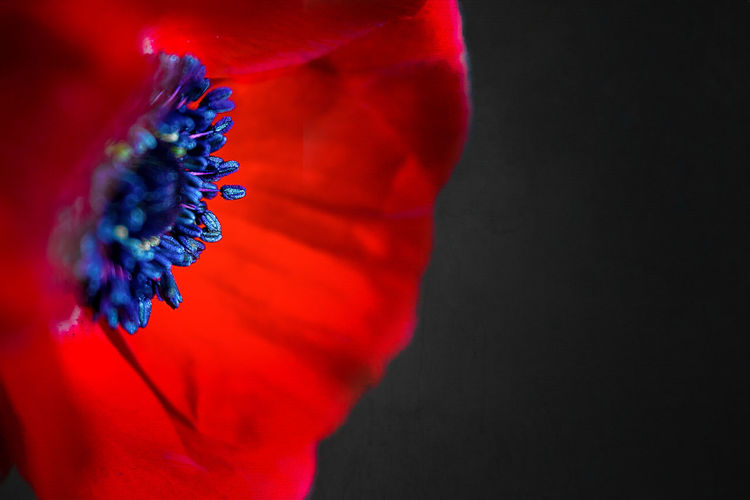 Close-up of red poppy blooming against black background