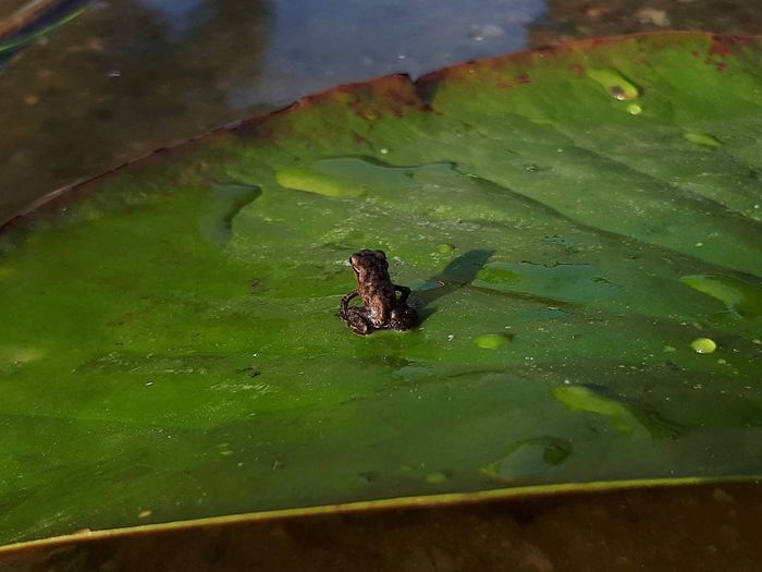 High angle view of frog on leaf in lake