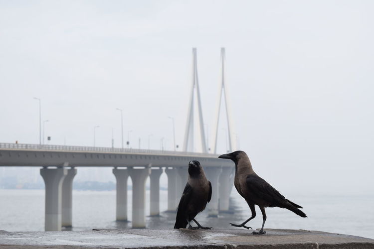 Birds perching on bridge over sea against sky