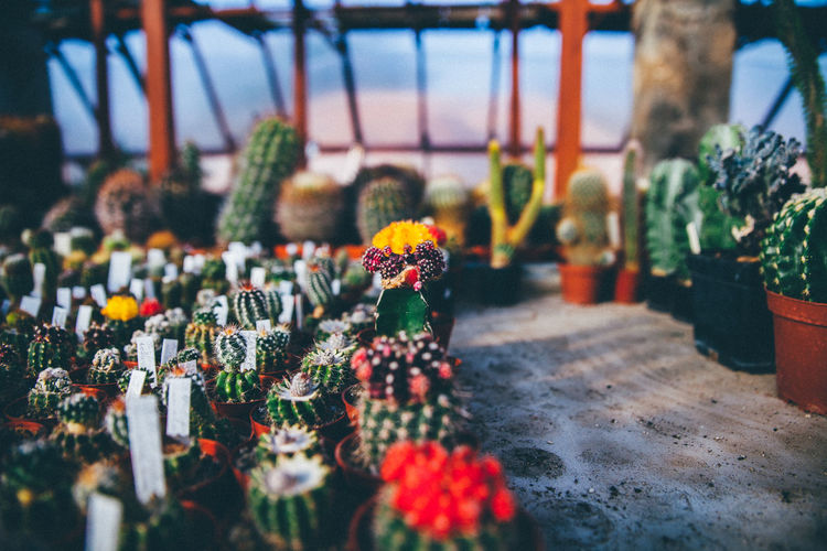 Various potted cactuses arranged in greenhouse