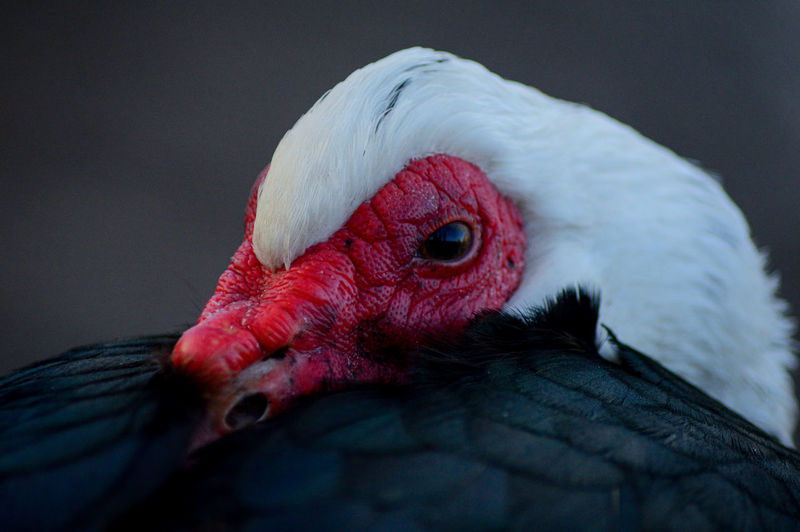 A muscovy duck staring into the camera