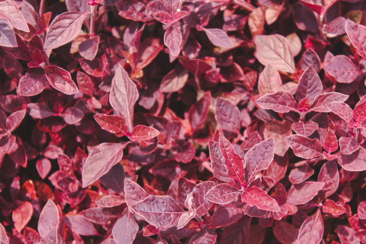 Full frame shot of red leaves on plant