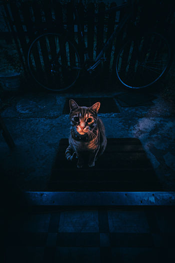 High angle portrait of cat sitting on road at night