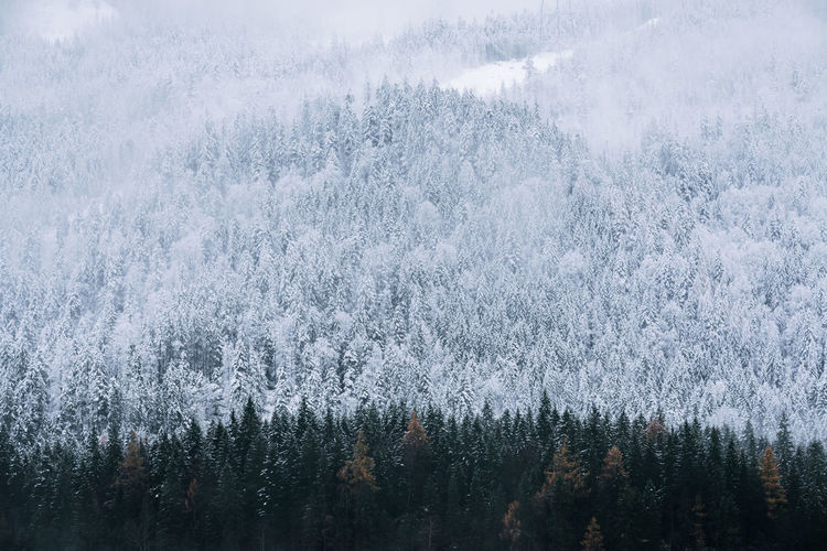 Aerial view of pine trees in forest during winter