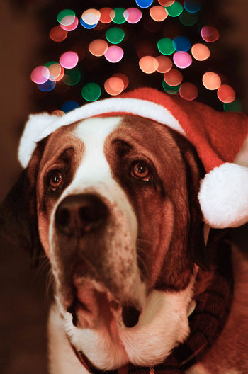 Dog wearing santa hat while looking away